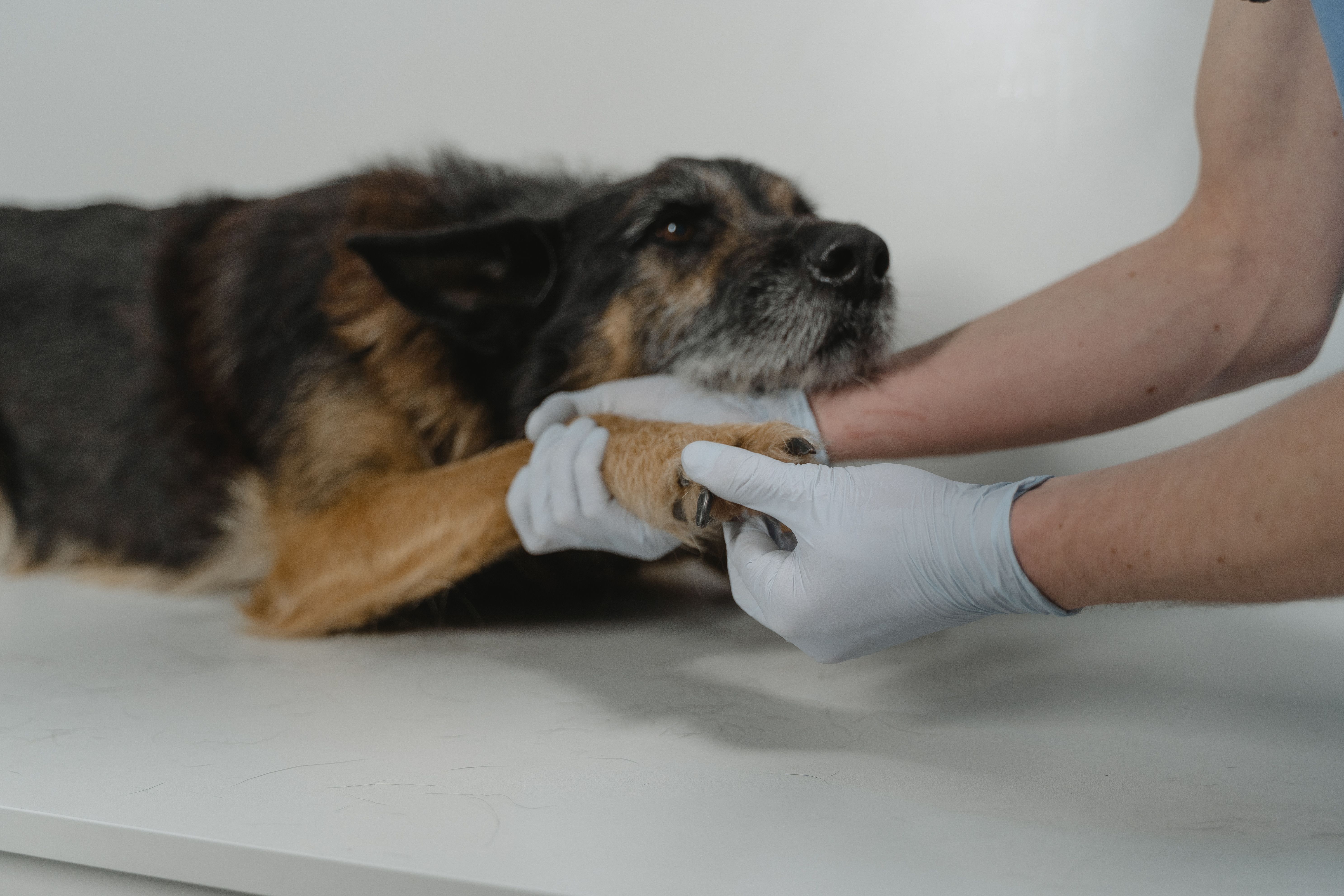 pejsek-packa-veterinar